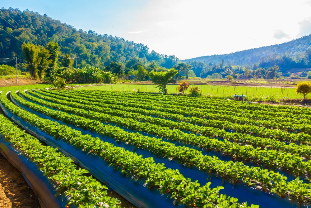 Source at farm